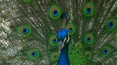 Peacock displaying plumage - HD  Stock Footage 436444