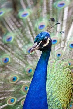 Peacock displaying plumage Stock Photos