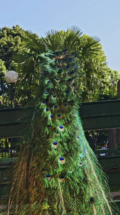 Peacock displaying tail feathers in garden Видео 338295259