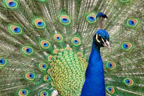 Peacock displaying tail feathers Stock Photos