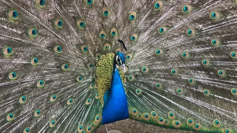 Peacock Displaying Vibrant Plumage in Cinematic 4K Wildlife Footage 库存影片 236647751