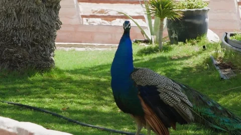 Peacock displaying vibrant plumage in enclosed garden yard Stock Footage 345701284