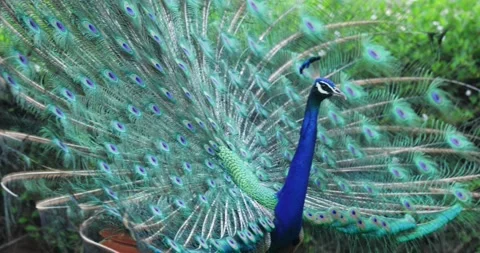 Peacock Displaying Vibrant Tail Feathers in Full Courtship Ritual Display Stock Footage 334826488