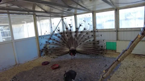 Peacock displays feathers inside a bird enclosure during the day in an indoor se 스톡 동영상 332566611