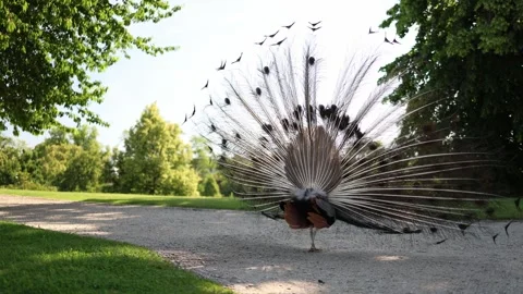 Peacock displays massive tail in full fan from behind under bright sunlight on q Stock Footage 311130899