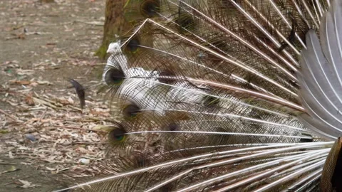 Peacock displays vibrant feathers while bird approaches in natural setting Stock Footage 333616030