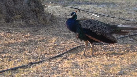 Peacock does droppings Stock Footage 127138519