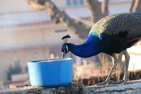 Peacock drinking water on pot. Stock Photos