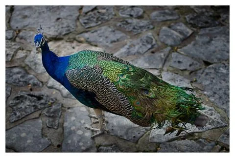 The Peacock at Dusk Stock Photos