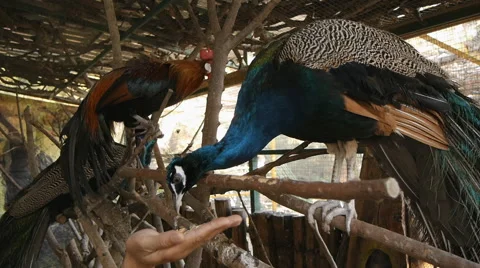 Peacock Eat Stock Footage 52436241