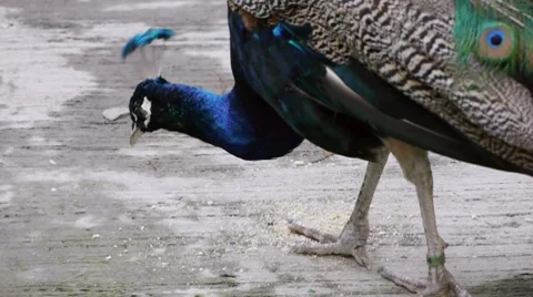 Peacock Eating Stock Footage 7901512