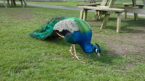 Peacock eating. Stock Footage 274148851