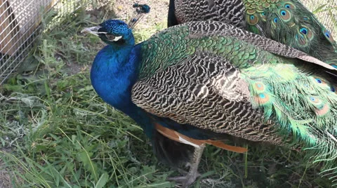 Peacock eating grass Stock Footage 24016149