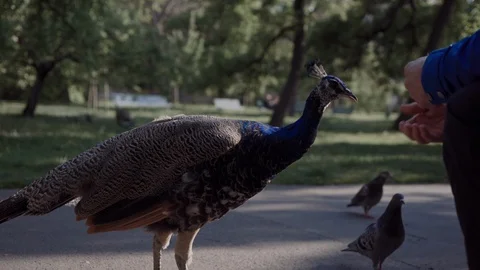 Peacock eats with hands in green park 库存影片 115281757