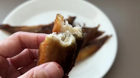 Peacock Eel or Spotfin Spiny Eel (Macrognathus siamensis) Stock Footage 243701359