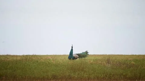 Peacock elegantly looking around in the grasslands of Kabini national park Stock Footage 266996048