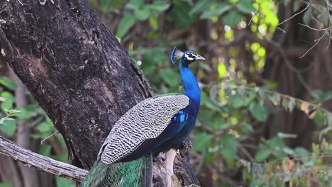 Peacock elegantly perched in Ranthambore national park Stock Footage 334555665