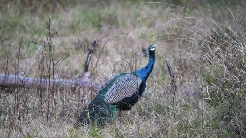 Peacock elegantly picking at a plant in Pench national park Stock Footage 325716989
