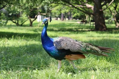 Peacock elegantly poses Stock Photos