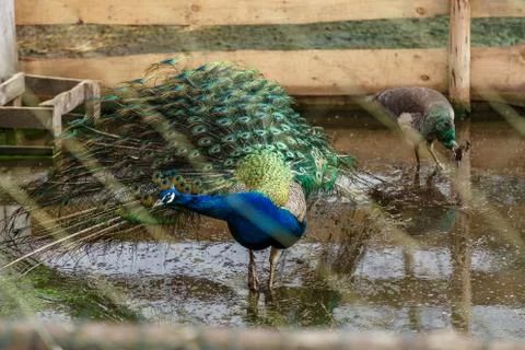Peacock in an enclosure Stock Photos