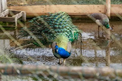 Peacock in an enclosure Stock Photos