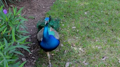 A peacock in Everglades Stock Footage 21765301