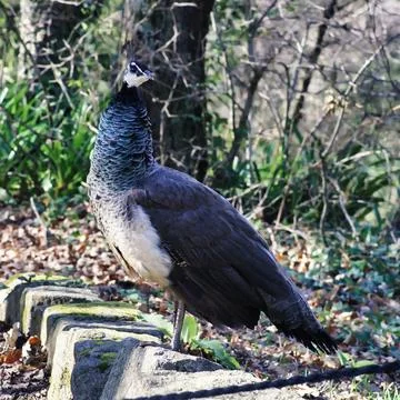 Peacock exploring around Stock Photos