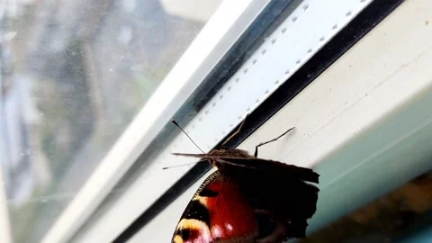 A peacock-eye butterfly has arrived and is sitting on the window, vertical Stock Footage 218892653