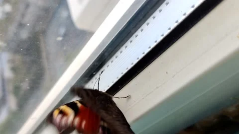 A peacock-eye butterfly has arrived and is sitting on the window, vertical Stock Footage 219131653