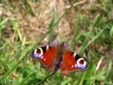 Peacock Eye butterfly Stock Photos