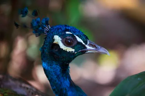 Peacock eye close up  Stock Photos