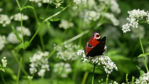 A peacock eye on a flower. 스톡 동영상 116660026