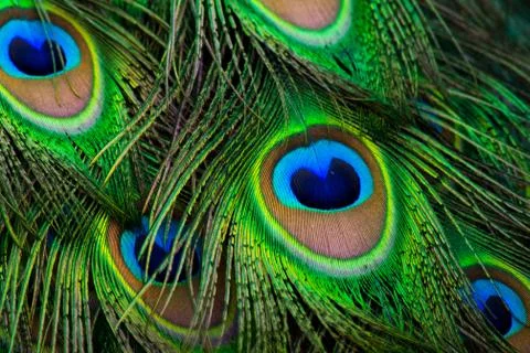Peacock eye pattern Stock Photos