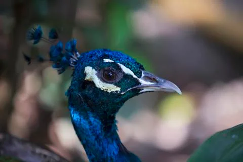 Peacock face close up  Stock Photos