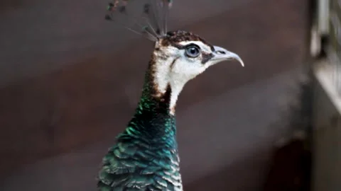 Peacock face muzzle beak close 스톡 동영상 283415405