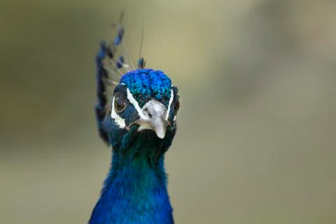 Peacock face Photos