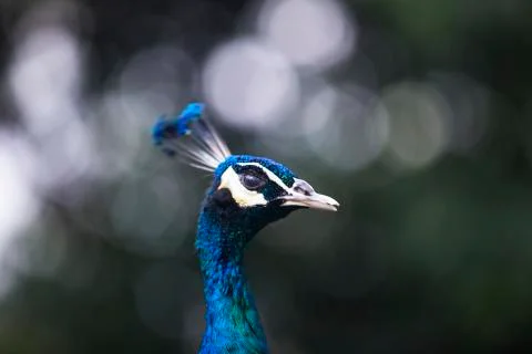 The peacock face  Stock Photos