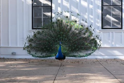 A peacock fanned out taken on a Fujifilm XT-30 Stock Photos