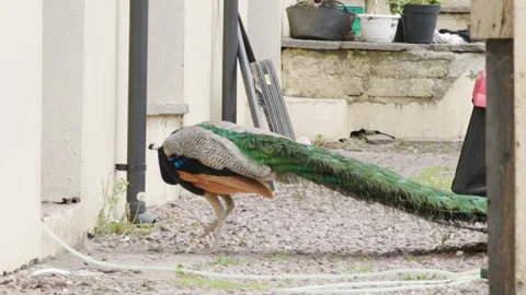 A peacock on a farm Stock Footage 242800928