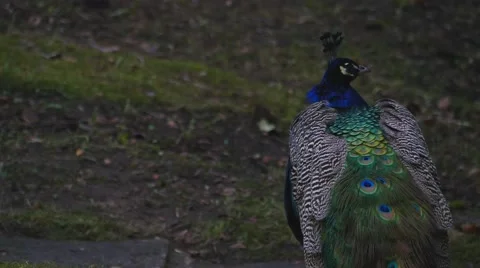 Peacock fast moving in twilight Stock Footage 43747422