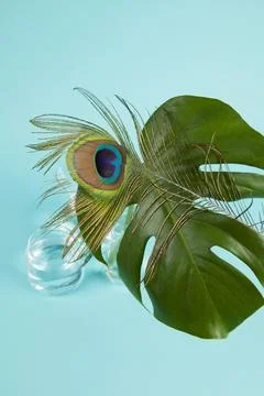 Peacock feather and monstera leaf Stock Photos