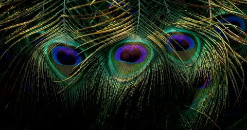 Peacock feather background. Stock Footage 236195167