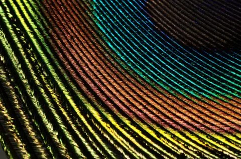 Peacock feather background 스톡 사진