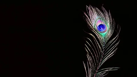 Peacock feather on black background Stock Footage 123719322