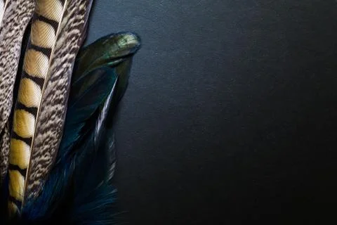 Peacock Feather on Black Background Foto stock
