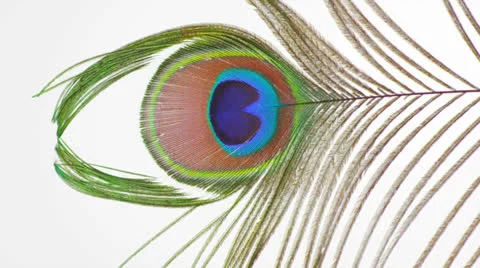 Peacock Feather Blowing Wind 2 HD 스톡 동영상 22981617