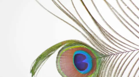 Peacock Feather Blowing Wind Focus HD 스톡 동영상 22982204