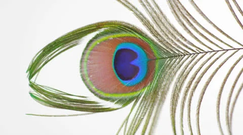 Peacock Feather Blowing Wind HD 스톡 동영상 23116274