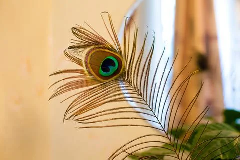 Peacock feather on blurred background Stock Photos