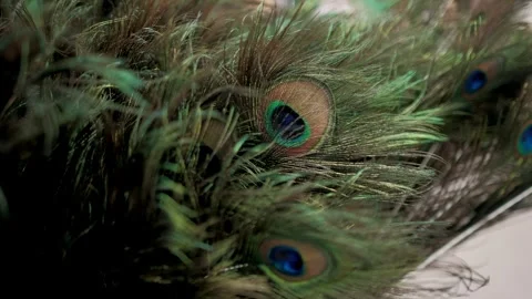 Peacock feather close up Create And Mesmerizing Displays Of Natural Beauty Stock Footage 296996677